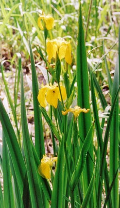 schöne gelbe Blumen